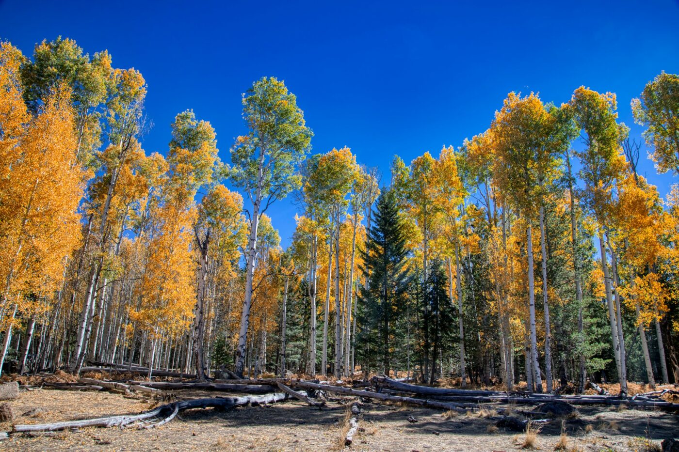 LASIK en Flagstaff, AZ