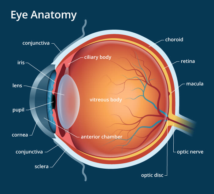 anatomía del artículo del blog del globo ocular